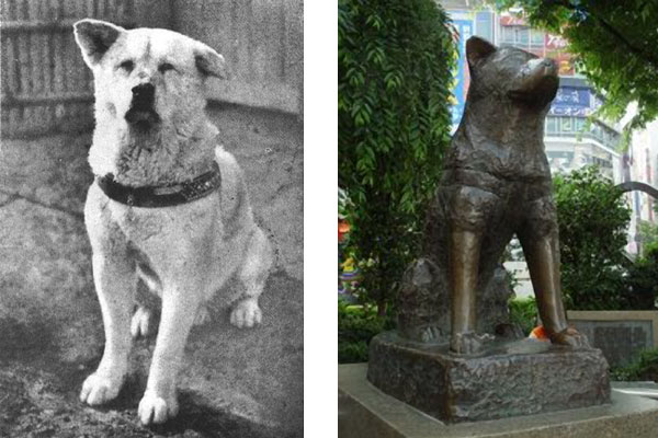 Hachiko and his Statue