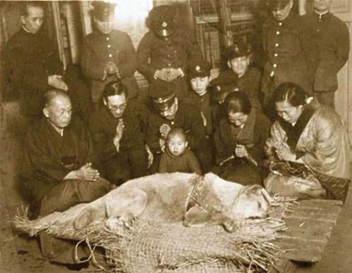 Hachiko (November 10, 1923 – March 8, 1935)