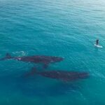 Paddle Boarding Over Whales