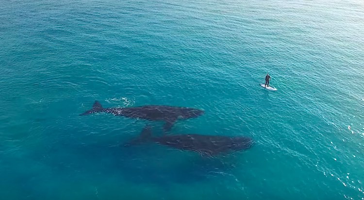 Paddle Boarding Over Whales