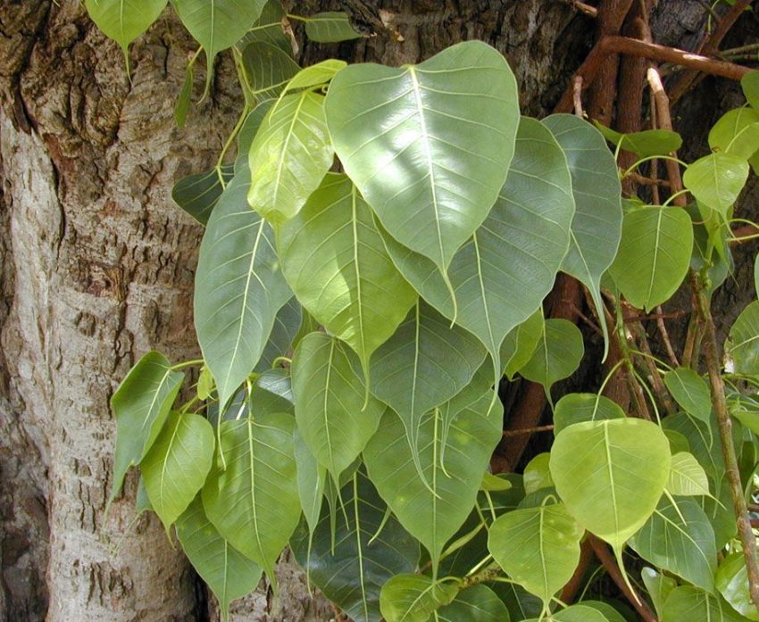 Powerful Health Benefits of Peepal Tree